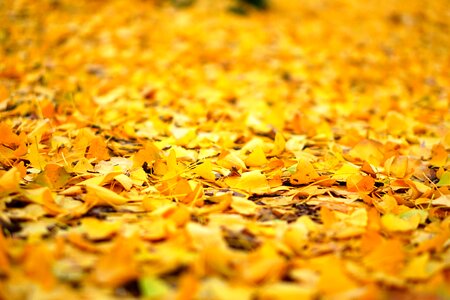 Plant wood yellow