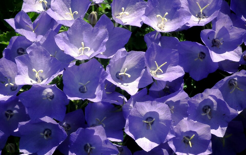 Nature closeup garden