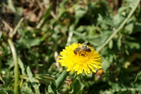 Pollination flower insect