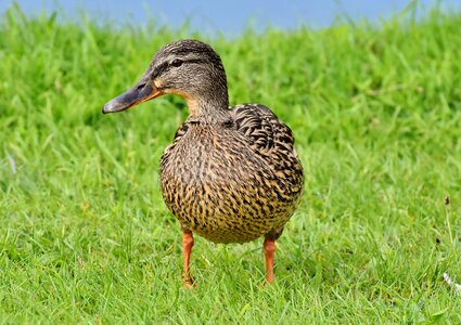 Water duck bird photo