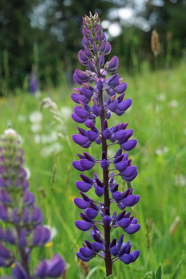 Plant flower violet