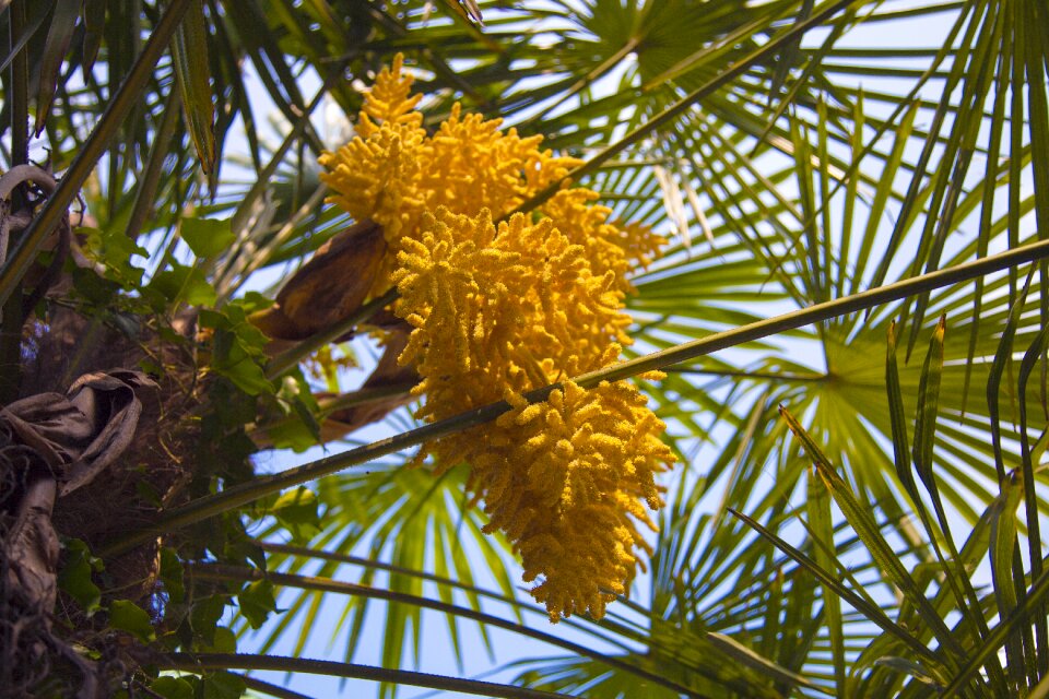 Nature tropical flora