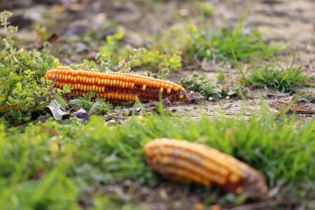 Yellow corn food