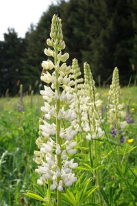 Plant flower meadow