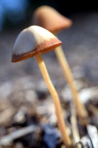 Mini mushroom macro plant photo