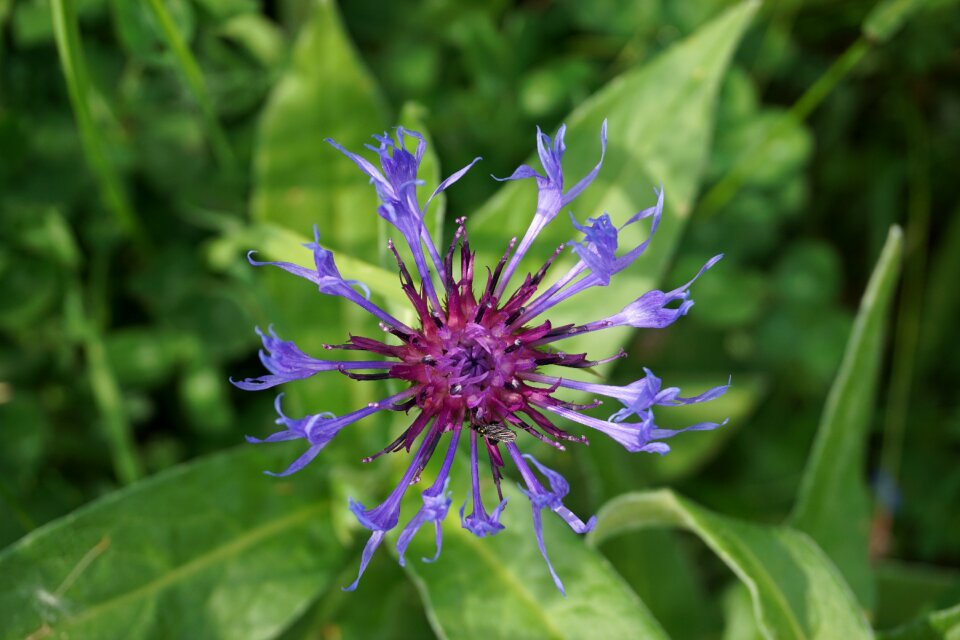 Composites flower blue