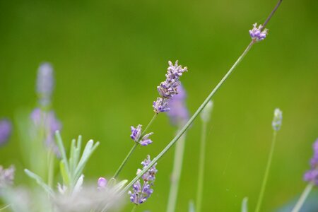 Summer leaf lavender