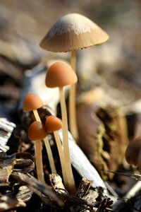 Mini mushroom macro plant