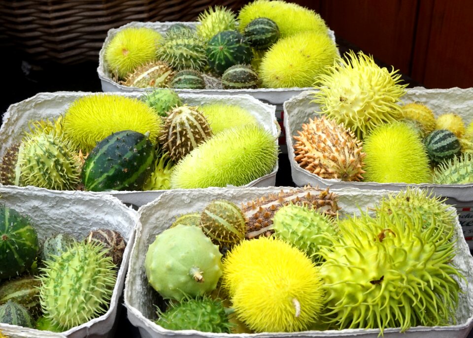 Nature decoration autumn fruits