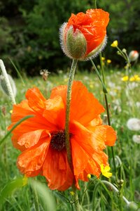 Orange nature spring