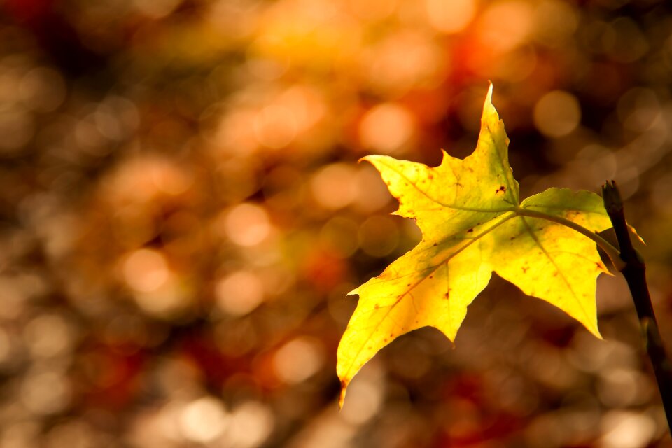 Bokeh nature sunshine