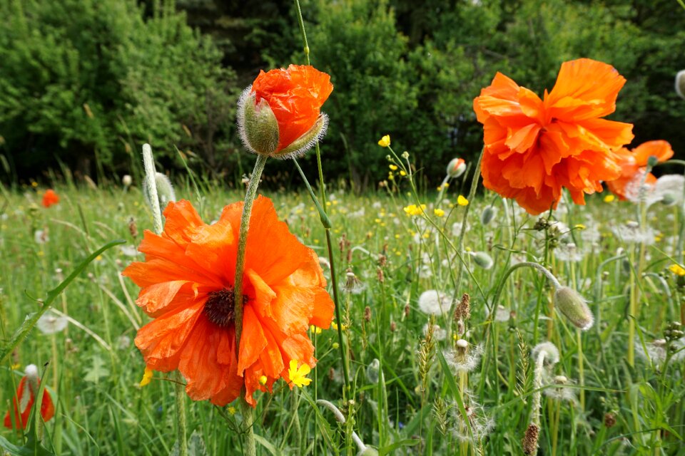 Orange nature spring