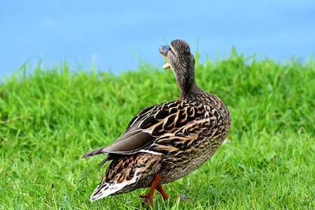 Nature water duck