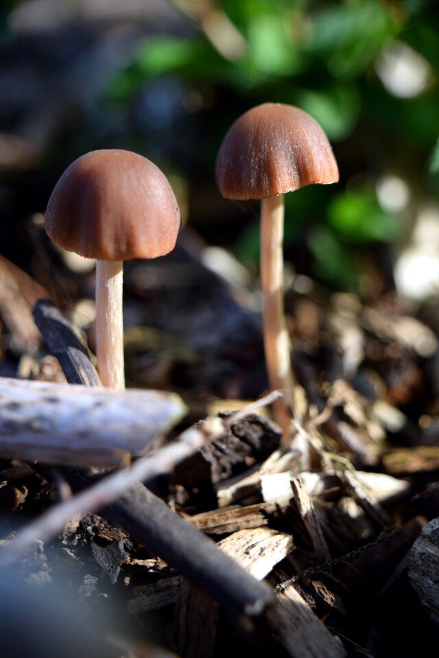 Forest nature forest floor