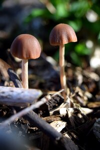 Forest nature forest floor