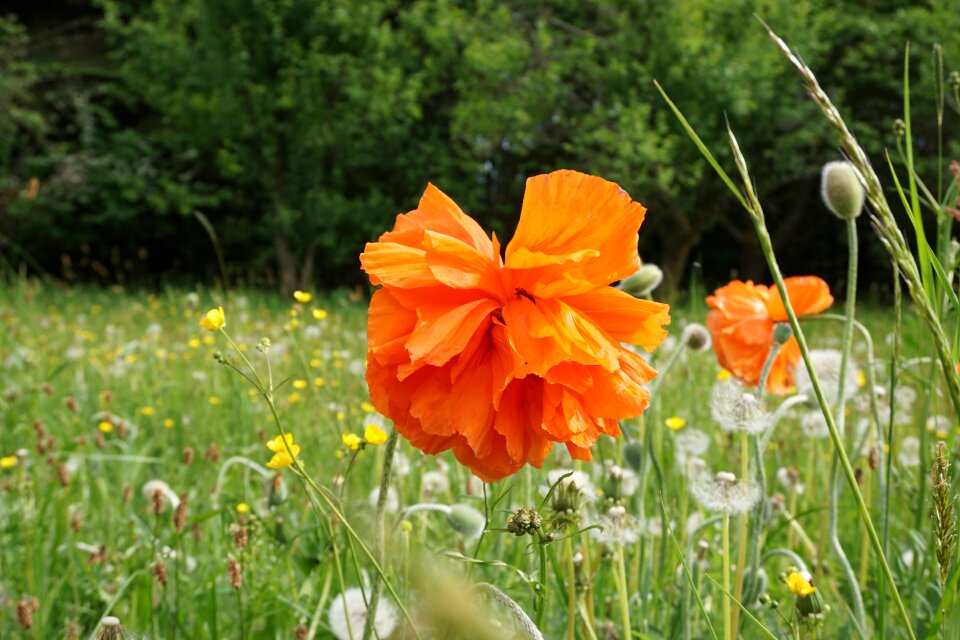 Nature spring meadow