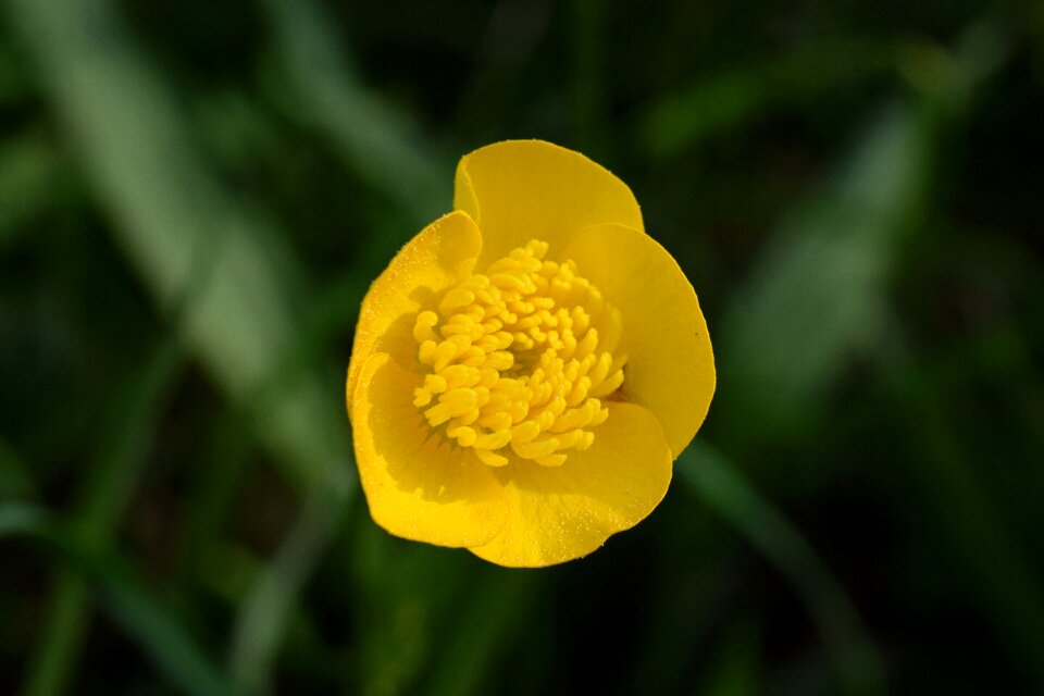 Close up macro flowers