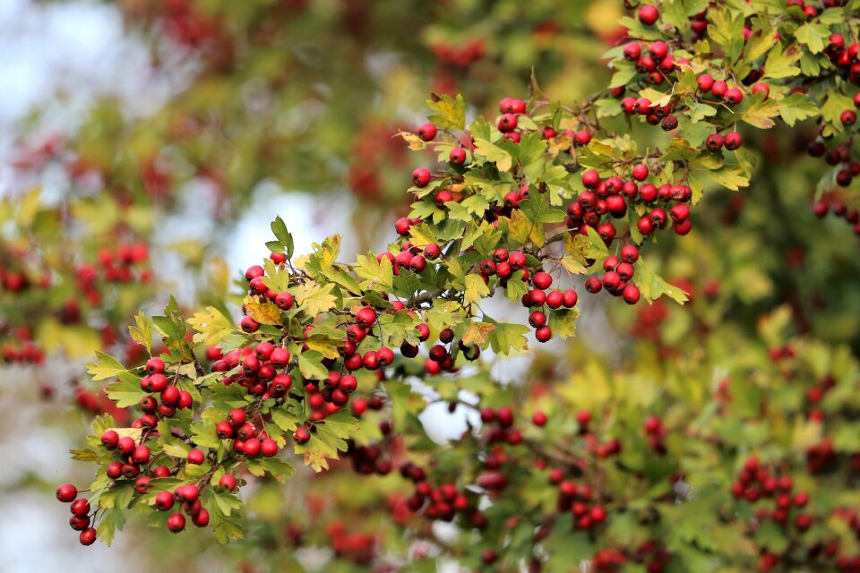 Red green leaves photo