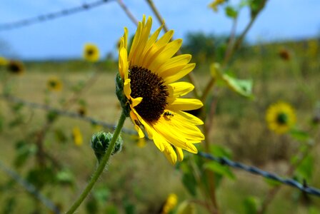 Yellow bloom summer