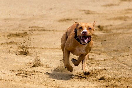 Dog runs action pet photography photo