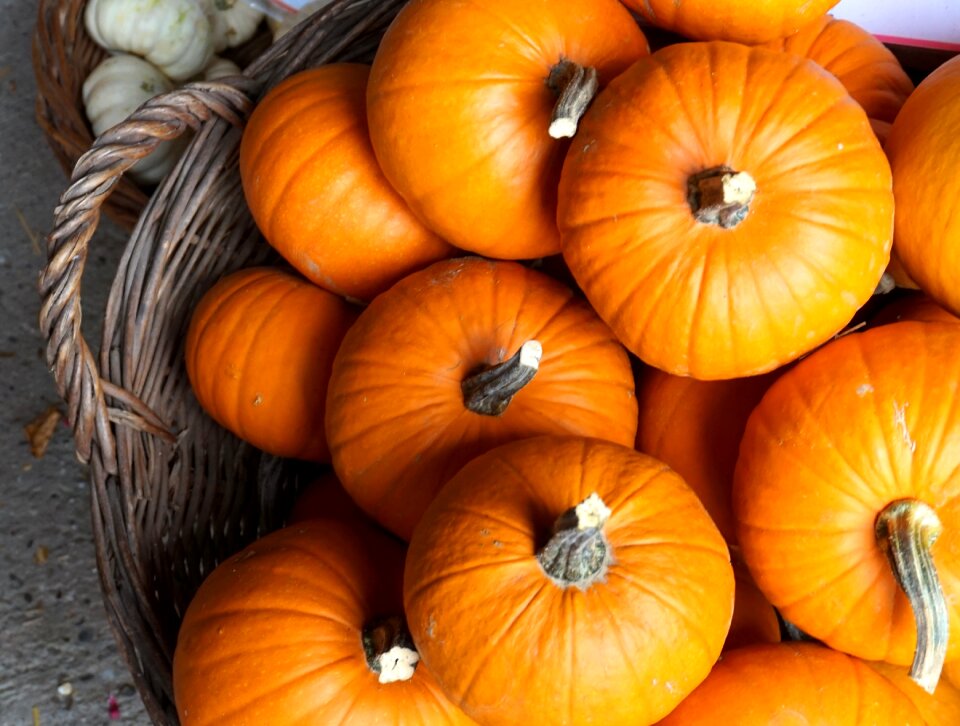 Autumn halloween harvest