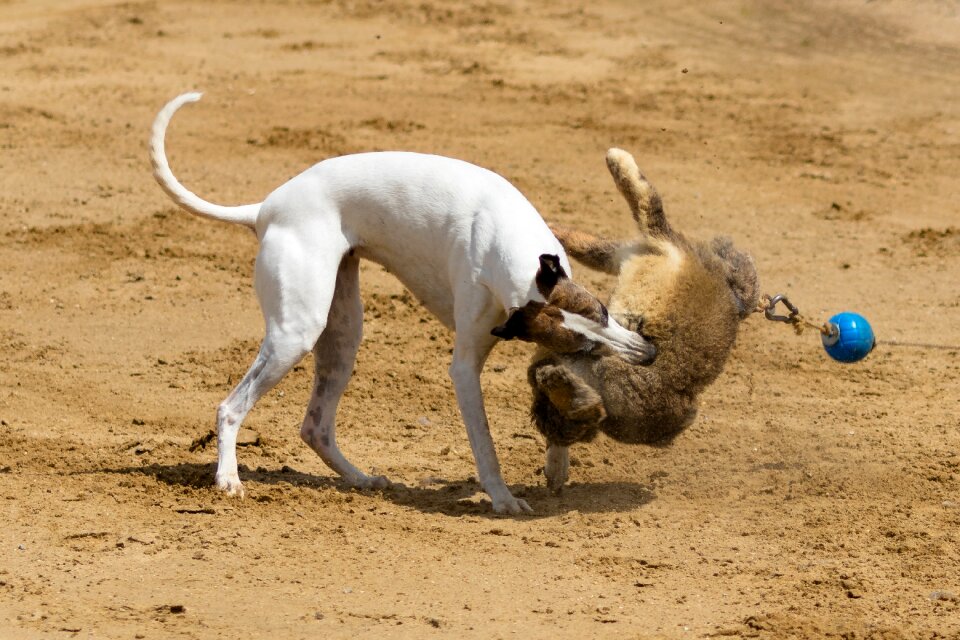 Dog runs action pet photography