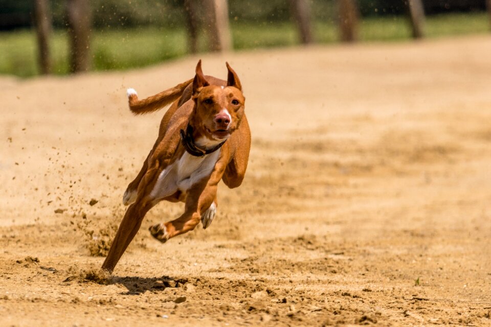 Dog runs action pet photography