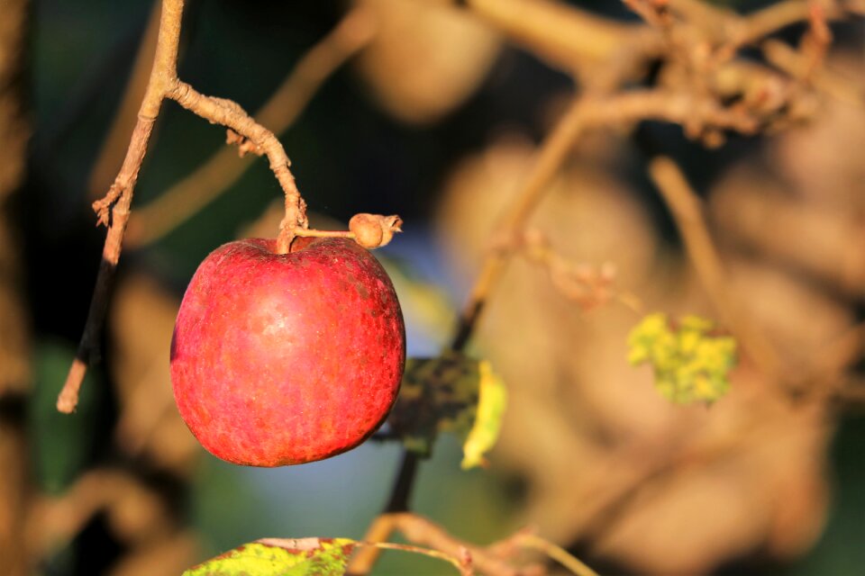 Autumn delicious organic