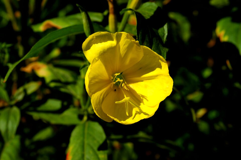 Flower nature plant