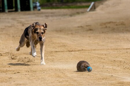 Dog runs action pet photography photo
