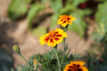 Tagetes flowering flower