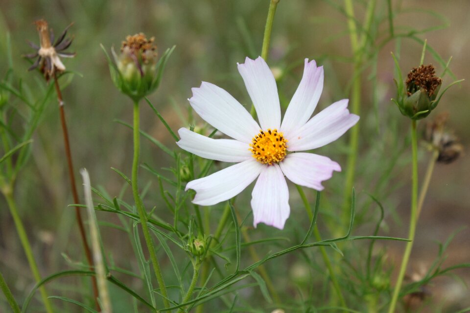 Meadow yellow the petals