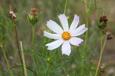 Meadow yellow the petals
