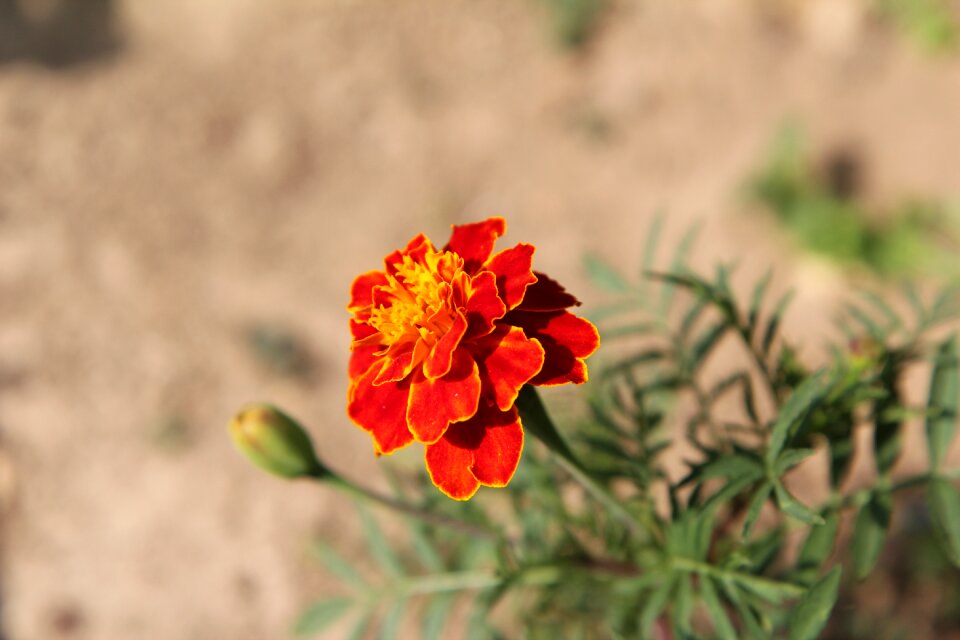 Tagetes flowering flower