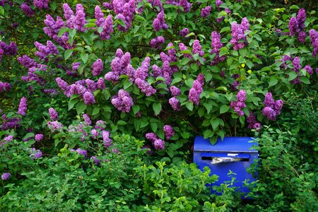 Lilac bush purple flowers