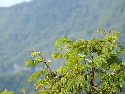 Tree green peace