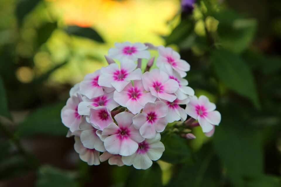 Summer flowers flowers fulfillment