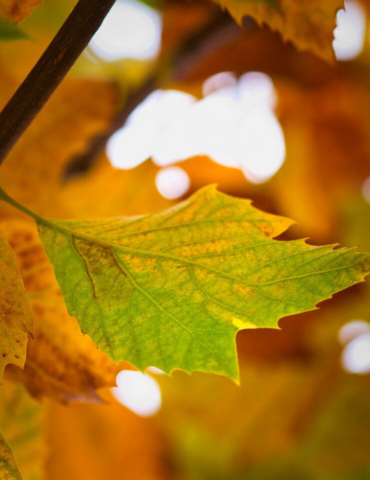 Autumn golden yellow bright
