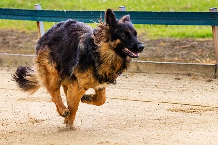 Dog runs action pet photography photo
