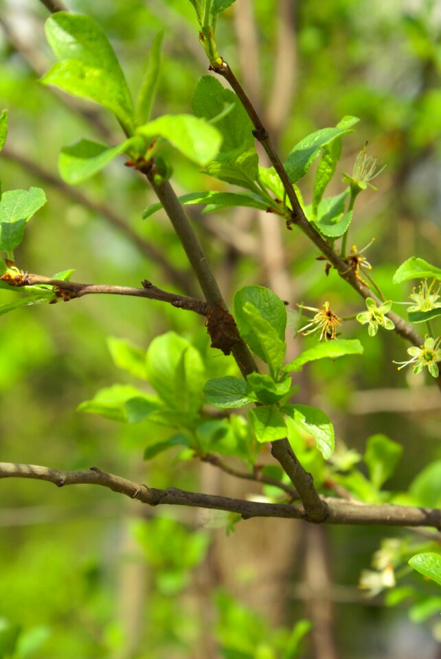 Leaves spring plant