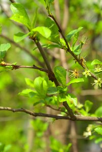 Leaves spring plant photo