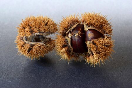 Prickly autumn fruit autumn decoration