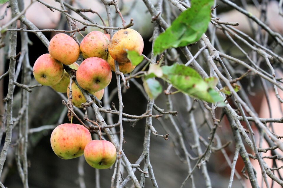 Autumn organic nature