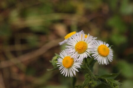 Plant meadow nature photo