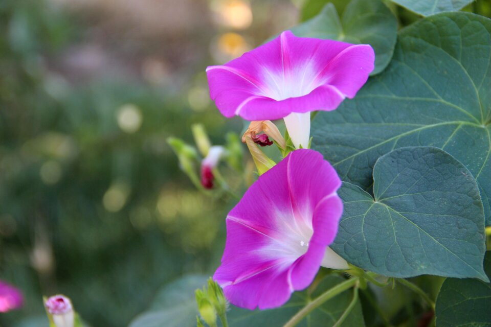 Nature garden love