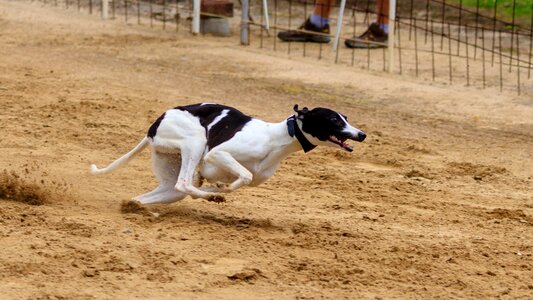 Dog runs action pet photography photo