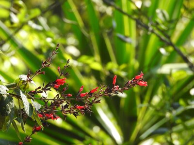 Wild flower flower bloom photo