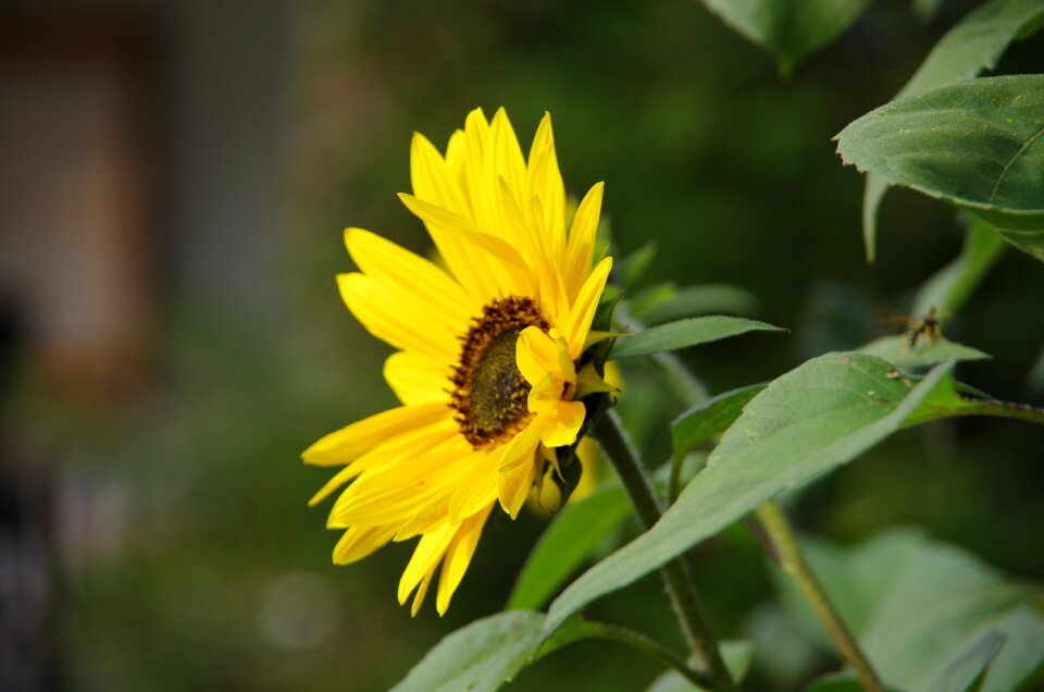 Sunflower yellow garden