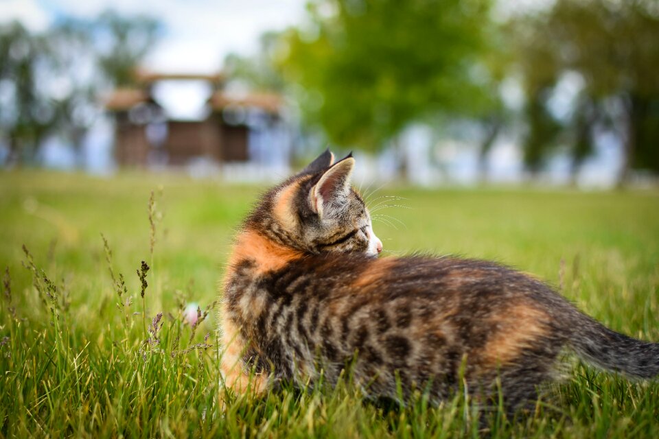 Grass mammal wildlife