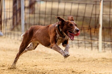 Dog runs pet photography greyhound racing